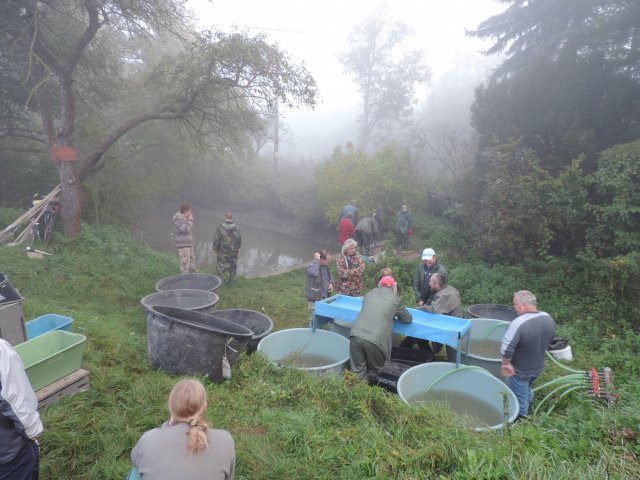 Výlov Dlouhé 2014